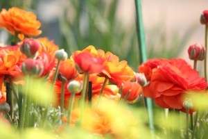 Garden of Five Senses-14