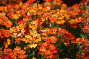 Garden of Five Senses-18