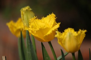 Garden of Five Senses-19