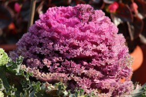 Garden of Five Senses-20