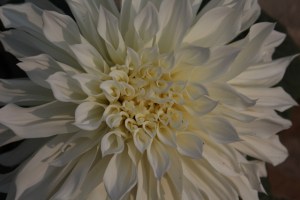 Garden of Five Senses-5