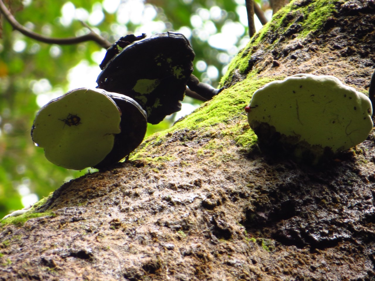 Uju at Tangkuban Perahu