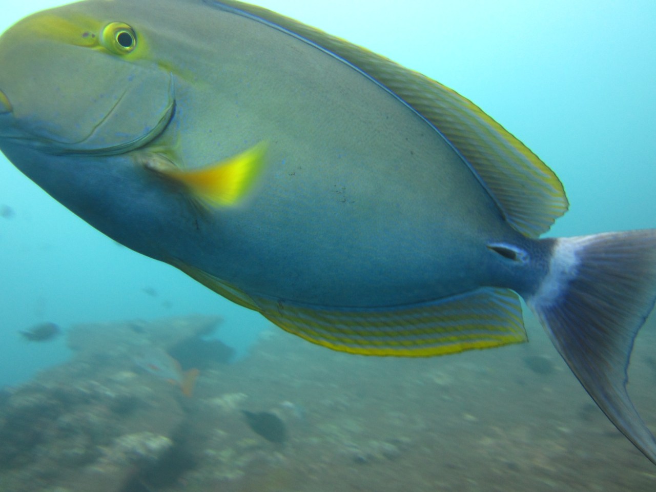 The Adventures of Uju in Indonesia – #4 The Big&nbsp;Splash