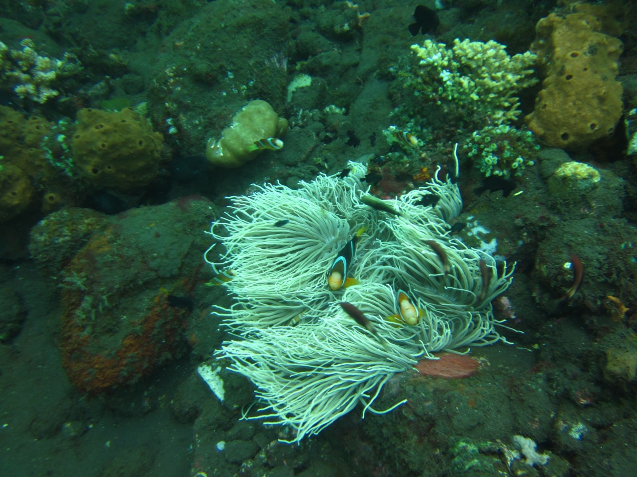 Diving at Tulamben