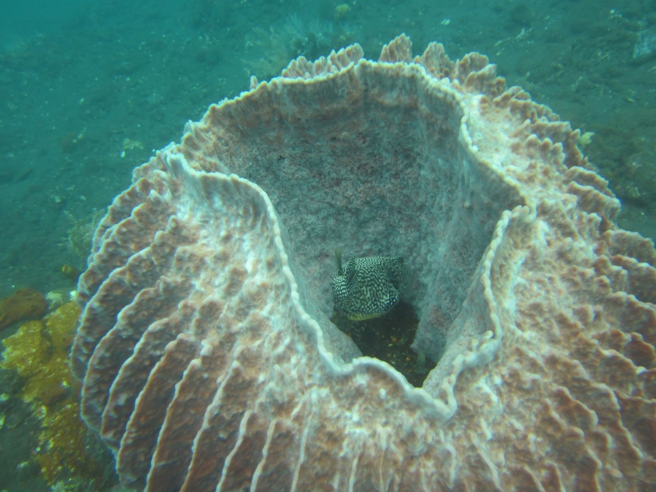 Diving at Tulamben