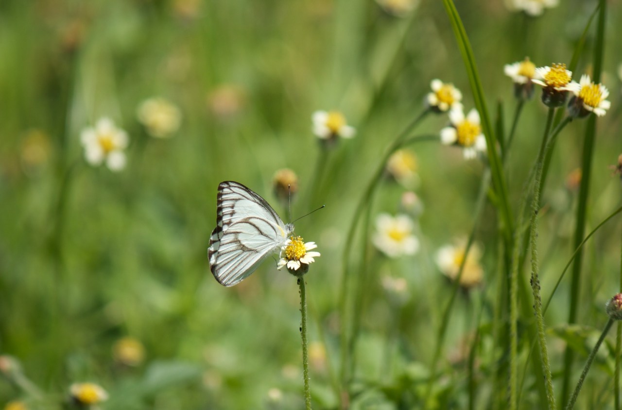 Evereld Menteng Pulo