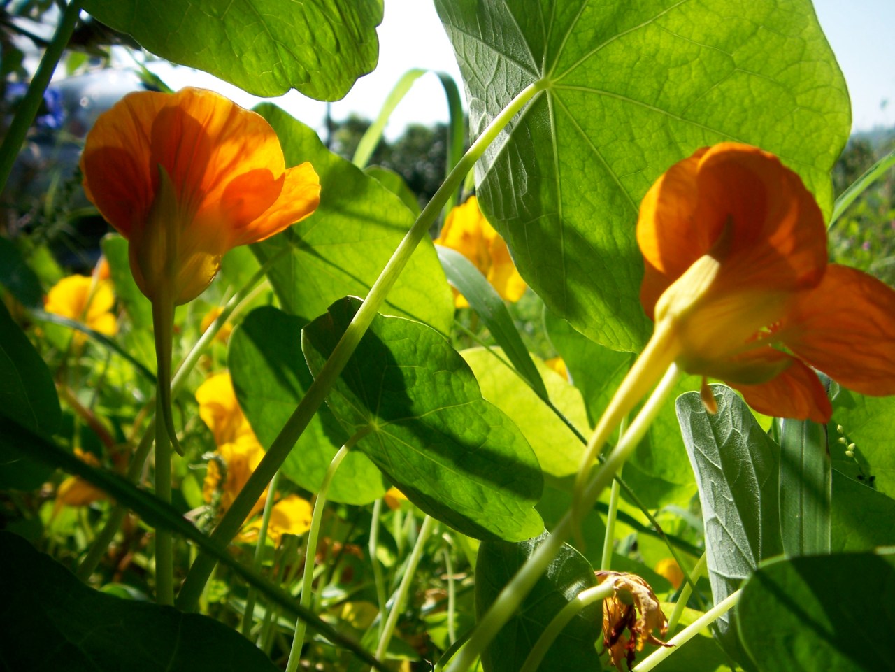 Weekly Photo Challenge:&nbsp;Fresh