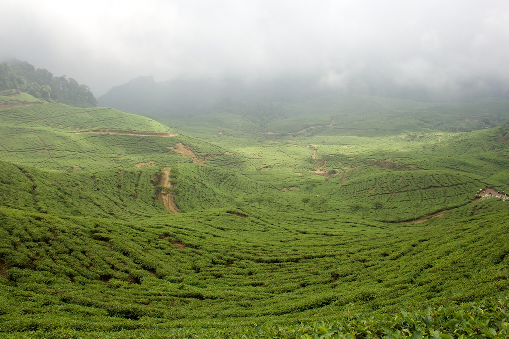 Another walk through&nbsp;Puncak