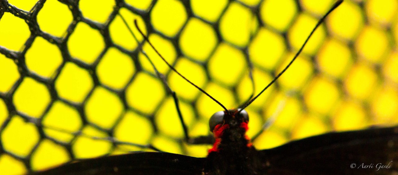 Of Butterflies, Dragonflies, Flies, and How Time&nbsp;Flies