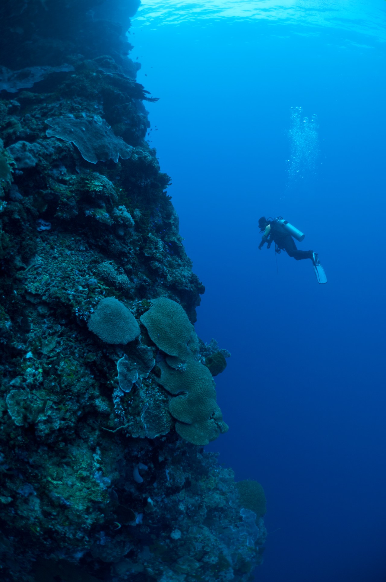 Diver on the steep reef wall of Manado Tua, Bunaken Marine Park, Manado, Sulawesi, Indonesia.