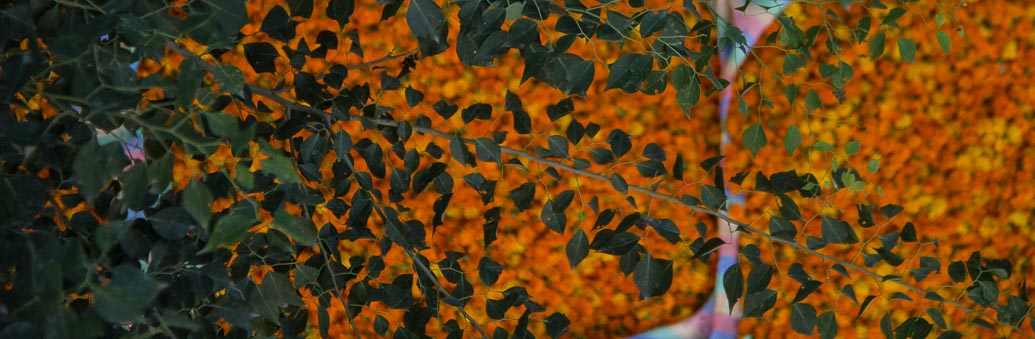 Will walk with friends @&nbsp;Delhi