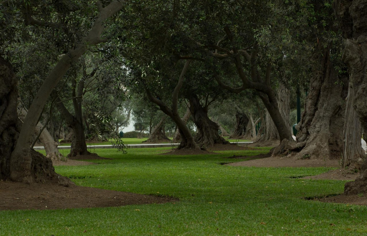 Photowalk in Bosque El&nbsp;Olivar