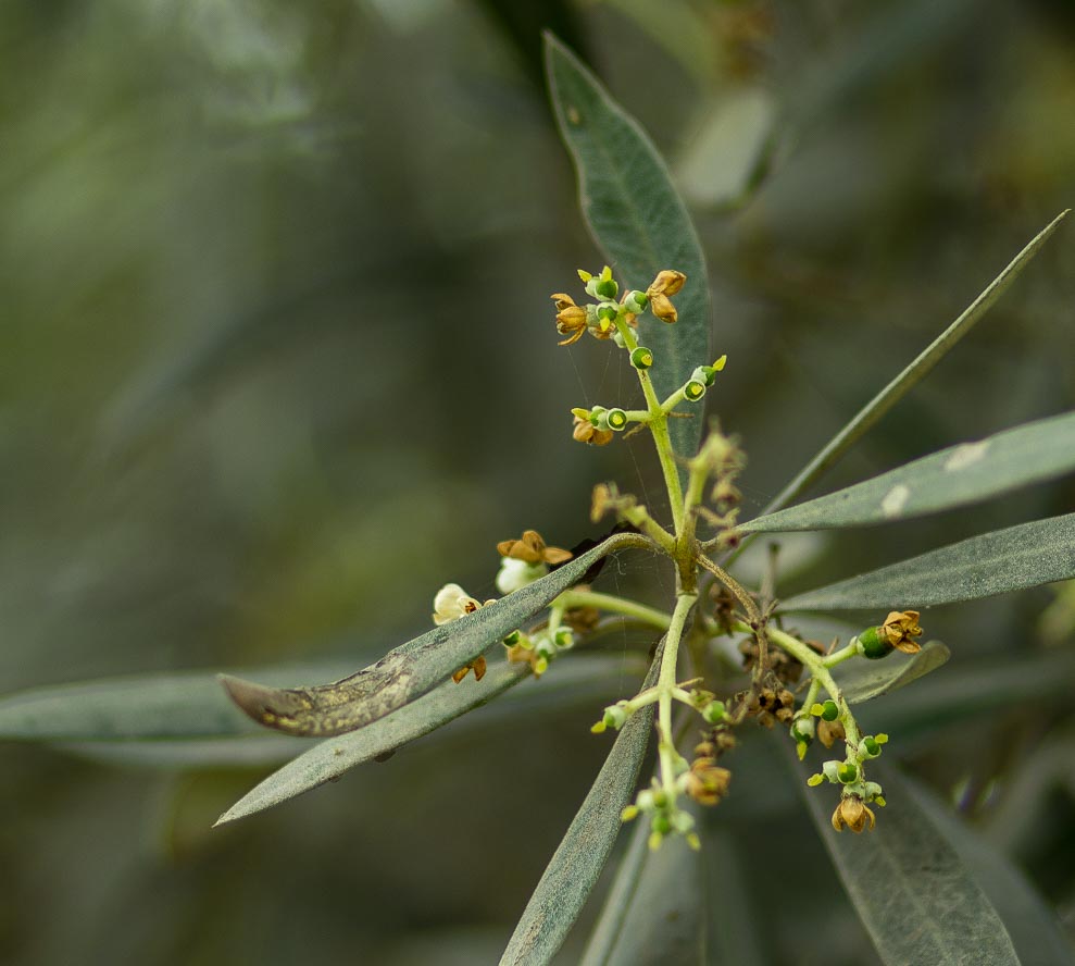 Bosque el Olivar B-11