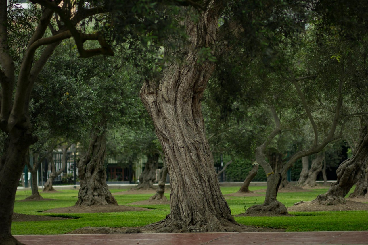 Bosque el Olivar B-12