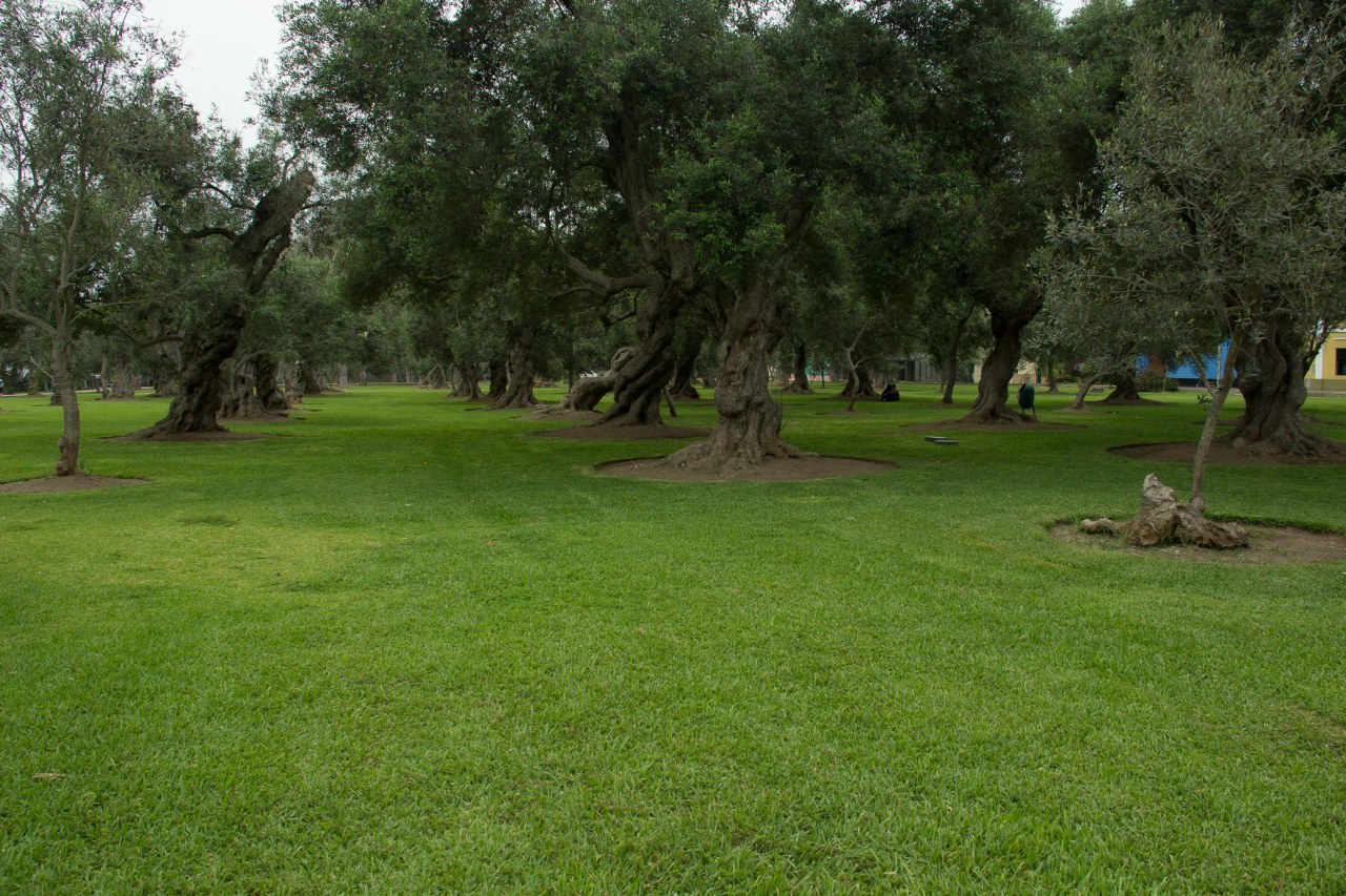 Bosque el Olivar B-19