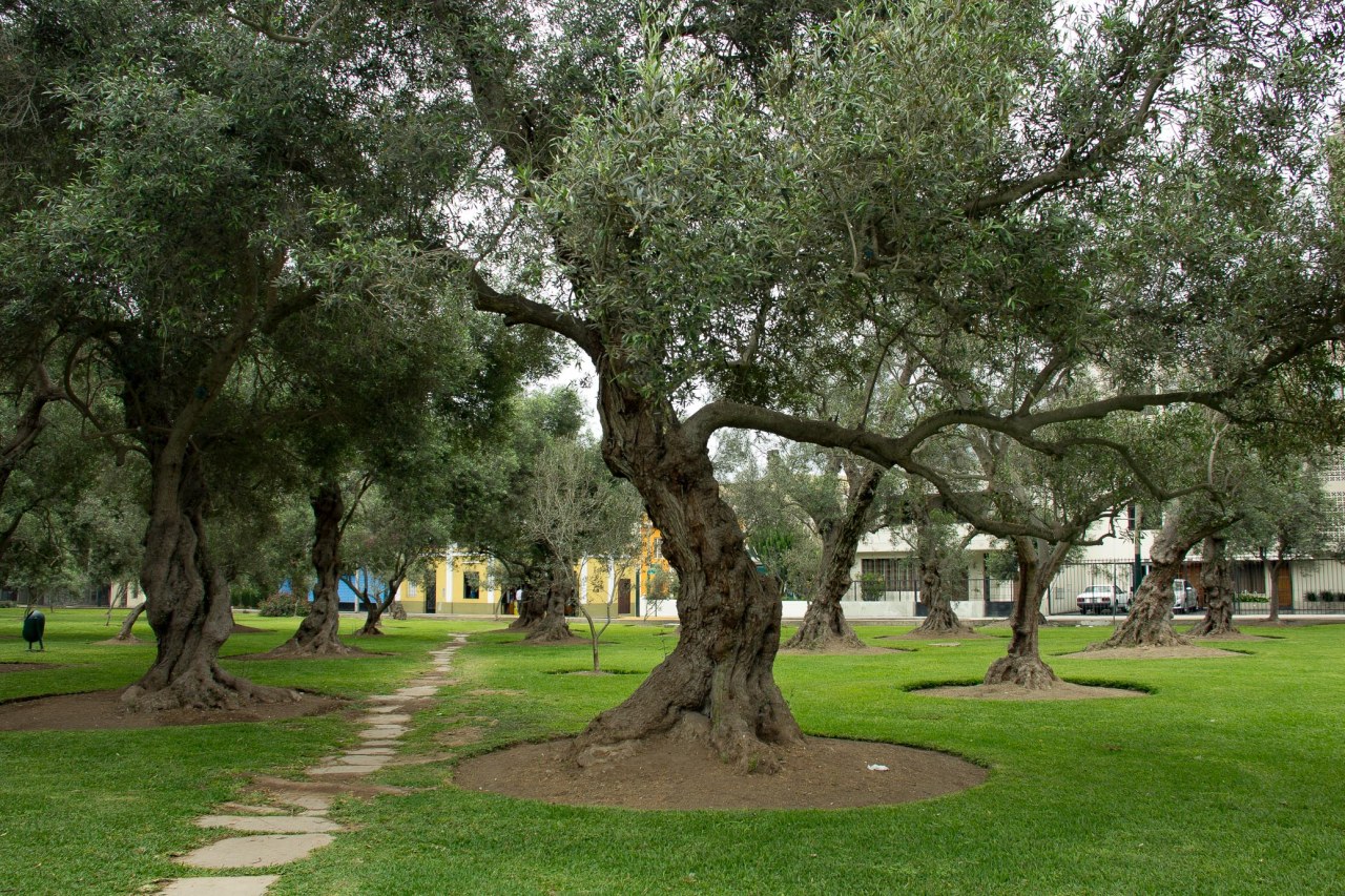 Bosque el Olivar B-21