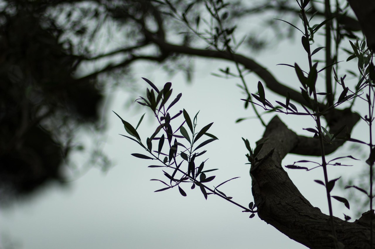 Bosque el Olivar B-31