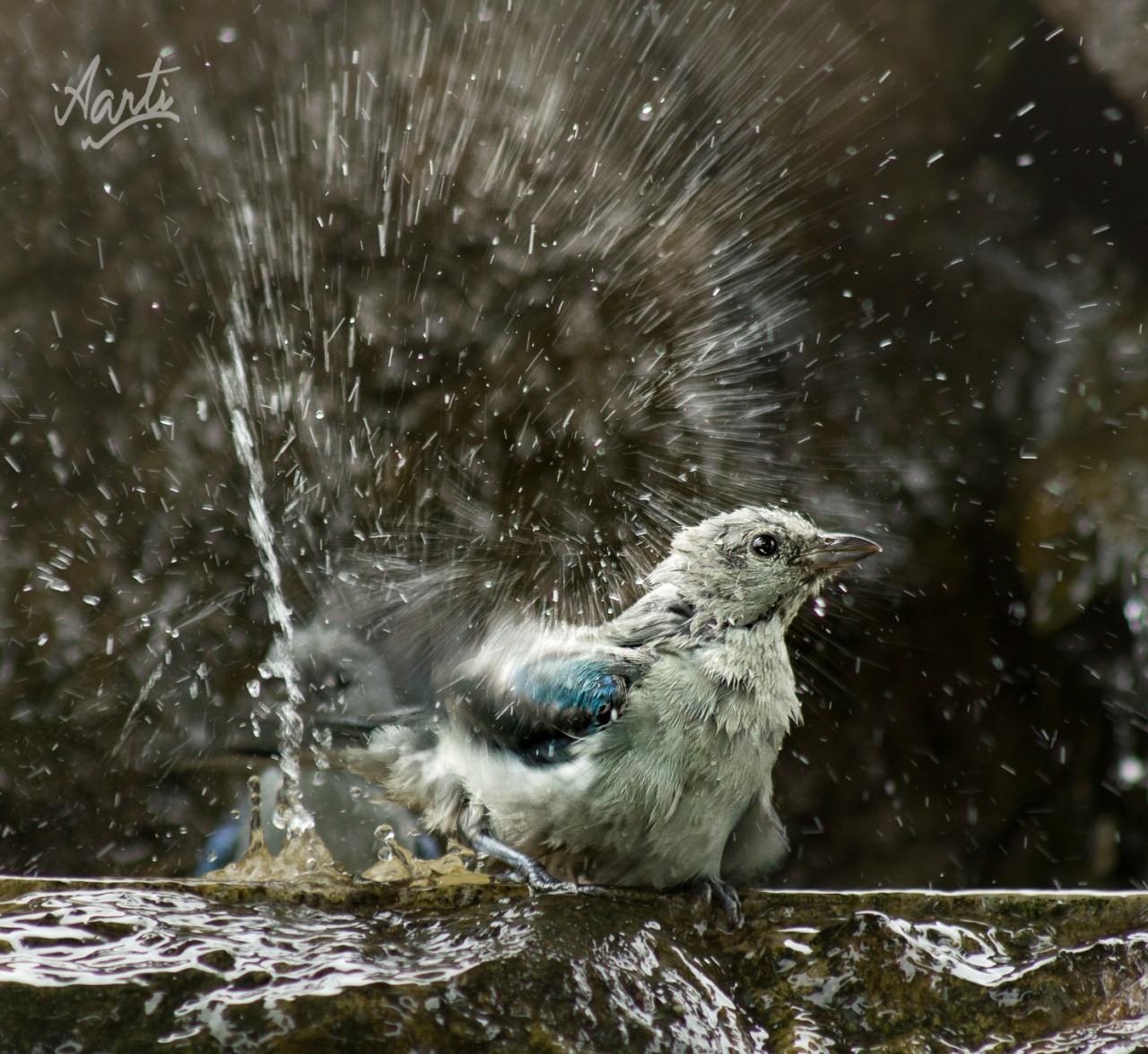 Bird Bath