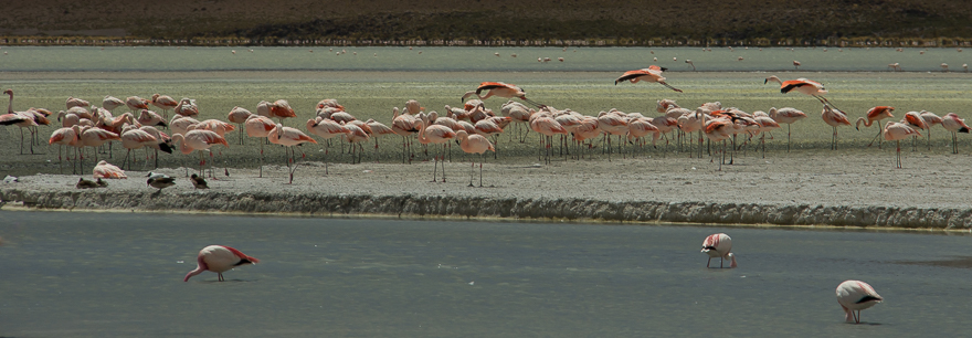 Flamingos-6