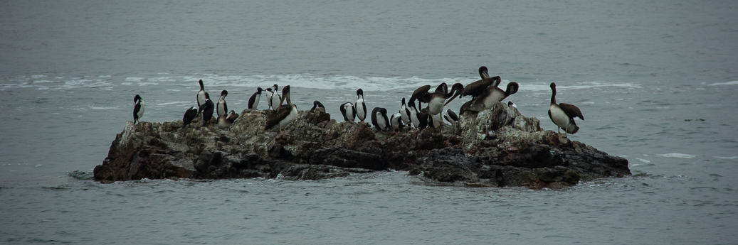 Birds. Birds. Birds. And Sea&nbsp;Lions.