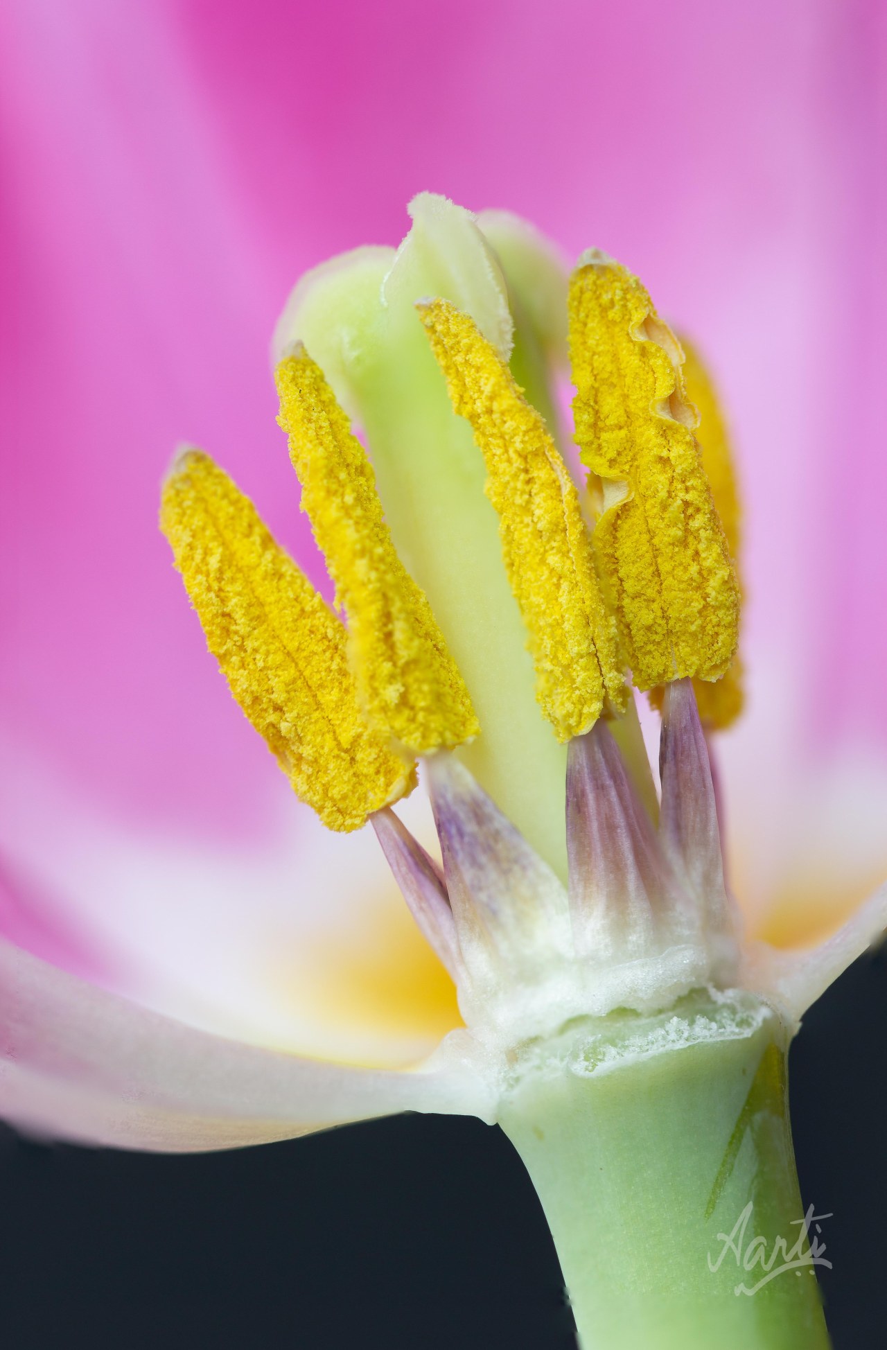 Pollen Popsicles