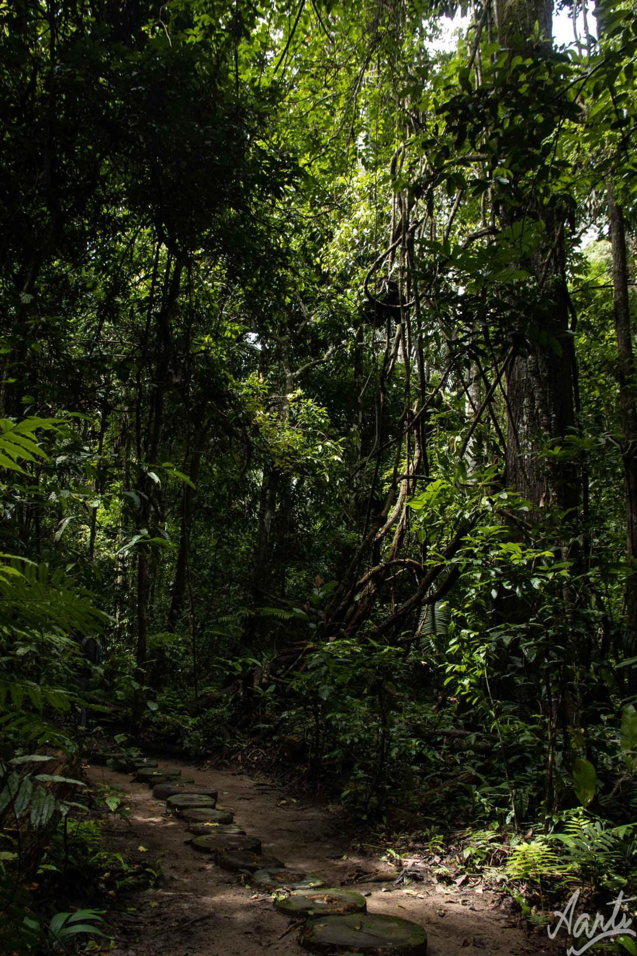 Gliding Through Trees